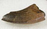 Small Tyrannosaur or Large Raptor Tooth - Judith River #20368-2